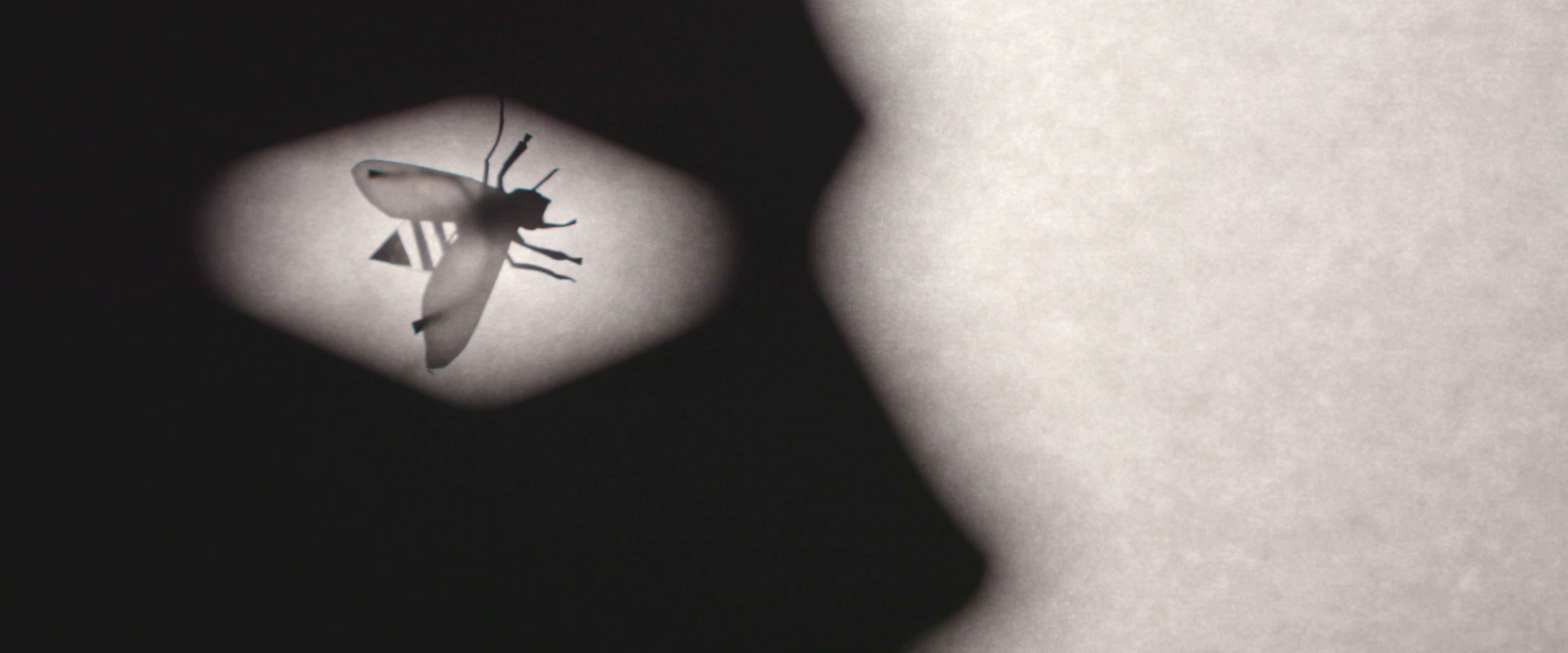 A shadow of a bee